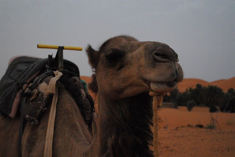 Les Pyramides Hotel Merzouga Luaran gambar